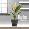 A potted plant with a yellow flower bud is displayed on a table in front of a window and shelves. Produktbild-Vorschau