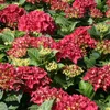 2 x  Ortensia  - Hydrangea macrophylla 'Kardinal'  | 25-30 Anteprima dell’immagine prodotto 1
