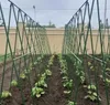 DIXIE STORE, Tomaten und Gurken Rankhilfe, Rankgitter Produktbild-Vorschau 10