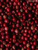 Rosa Beeren - Schinus Trerebinthilifolius - Rosa Produktbild-Vorschau 3