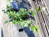 25 Stück Efeu Hedera helix 20 - 35 cm Heckenpflanze Produktbild-Vorschau 8