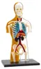 Kit STEM Anatomie du corps humain, Thames & Kosmos Voir les images du produit 2