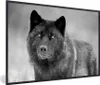 MuchoWow® MuchoWow® Gerahmtes Poster Schwarzer Wolf in Produktbild-Vorschau 1