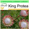 SAFLAX - Garden to go - King Protea - 5 Nasiona - Z Podgląd zdjęcia produktu 9