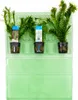 3er Set - Aquarium Pflanzen Echt - Aquarium Zubehör - Produktbild-Vorschau 2