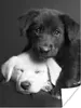 MuchoWow® Poster Hunde - Welpe - Schwarz - Weiß - Tiere Produktbild-Vorschau 1