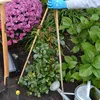 250 x Bambusstäbe 105cm, aus natürlichem Bambus, Produktbild-Vorschau 4