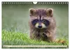 Waschbär - Niedlicher Allesfresser (Wandkalender 2027 DIN Produktbild-Vorschau 7