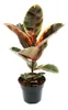 Rotbunter Gummibaum - Ficus elastica "Belize" - 17cm Topf Produktbild-Vorschau 1