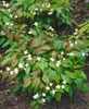 Epimedium x youngianum 'Niveum', Elfenblume, weiß, ca. 9x9 Produktbild-Vorschau 2