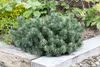 Pinus mugo 'Humpy', Bergkiefer, kompakt, 25–30 cm Produktbild-Vorschau 1
