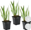 3er Set - Iris Kaempferi - Japanische Sumpf-Schwertlilie - Produktbild-Vorschau 2