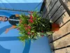 A potted plant is placed on a wooden surface next to a blue background with a cartoon illustration of a man. Produktbild-Vorschau