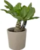 Palmier hawaïen - Brighamia insignis - Hauteur 25-35cm - Voir les images du produit 7