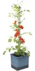 Gusta Garden TOM TOMATO Standard-Pflanzgefäß mit Produktbild-Vorschau 10