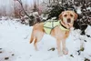 HUNTER Warnweste für Hunde, stufenlos verstellbar, wasser- Produktbild-Vorschau 7