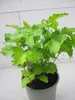 Echter Baldrian - Valeriana officinalis - Arzneibaldrian - Produktbild-Vorschau 2