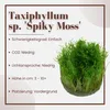 Aquarium Pflanze In Vitro 2x Moos Taxiphyllum 'Spiky' Produktbild-Vorschau 2