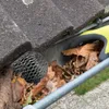 4 STK Dachrinnenschutz Alu, Fallrohr Abdeckungen zum Produktbild-Vorschau 10