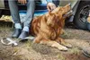 A person is petting a golden retriever dog next to a vehicle. Produktbild-Vorschau