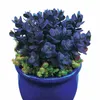Bakker.com - Sedum Blue Pearl, Der topf / Ø 9cm Produktbild-Vorschau 4