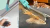 A collage showing a cleaning brush for pet hair and a cat. Náhled obrázku produktu