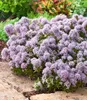 BALDUR Garten 2x Winterharter Oregano, Pflanzen im 9x9 Produktbild-Vorschau 3