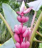 A close-up view of a pink banana plant with developing fruit and a flower. Produktbild-Vorschau