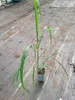 A potted plant with long green leaves sits on a ground covered with plastic sheeting and wood chips. Náhled obrázku produktu