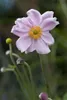 Anemone tomentosa 'Septemberglanz', Herbst-Anemone, rosa, Produktbild-Vorschau 1