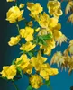 Kerria japonica 'Golden Guinea', Ranunkelstrauch, gelb, Produktbild-Vorschau 2