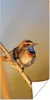 MuchoWow® Poster Vögel - Blaukehlchen - Schilf 60x120 cm - Produktbild-Vorschau 1