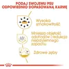 Royal Canin Chihuahua Adult, Adult, Chihuahua, Mini (≤4 Produktbild-Vorschau 11