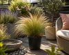 5 brins d'herbe ornementale "Stipa tenuissima", également Voir les images du produit 1