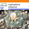 SAFLAX Garden in the bag - Kaktus Peyotl - Lophophora Náhľad obrázku produktu 10