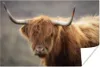 MuchoWow® Poster Schottisches Hochlandrind - Hörner - Haare Produktbild-Vorschau 1