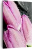 Bild auf Leinwand - Leinwandbild - Einteilig - Tulpen Tau Produktbild-Vorschau 1
