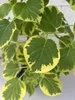 Hydrangea petiolaris Miranda - Kletterhortensie Miranda Produktbild-Vorschau 1