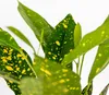 Bloomique - Codiaeum Sunny Star - Croton - Plante Voir les images du produit 3
