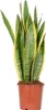 Bloomique - Sansevieria Laurentii - Język teściowej - Podgląd zdjęcia produktu 1