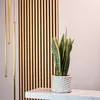 Bogenhanf - pflegeleichte Zimmerpflanze, Sansevieria Produktbild-Vorschau 2