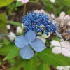 Hortenzie Bluebird 2L Náhled obrázku produktu 5
