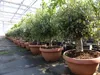 Olivenbaum Bonsai 100 - 120 cm Formgehölz, Olive Produktbild-Vorschau 6