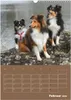 SHELTIES Herzensbrecher auf 4 Pfoten (Wandkalender 2026 DIN Produktbild-Vorschau 5