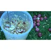 A bucket filled with chopped apples and a tool for processing them, with loose apples on the grass nearby. Produktbild-Vorschau