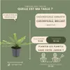 Plants by Frank | 60 Plantes de chèvrefeuille arbustif | Voir les images du produit 4