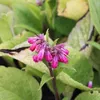 6 plantas de Consuelda roja (Symphytum rubrum) | Maceta de Vista previa de la imagen del producto 1