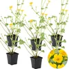 Bloomique - Zestaw 6 szt. - Caltha palustris - Kaczeńce Podgląd zdjęcia produktu 1