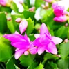 Großer Weihnachtskaktus – Schlumbergera – XXL – Topf 17 cm Produktbild-Vorschau 4