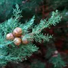 Toskanische Zypresse - Cupressus sempervirens 'Totem' - Produktbild-Vorschau 5
